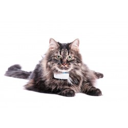 Tractive GPS-Tracker für Katzen